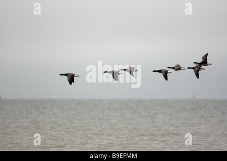 Un troupeau de sept, la Bernache cravant (Branta bernicla), en vol au dessus de la mer Banque D'Images