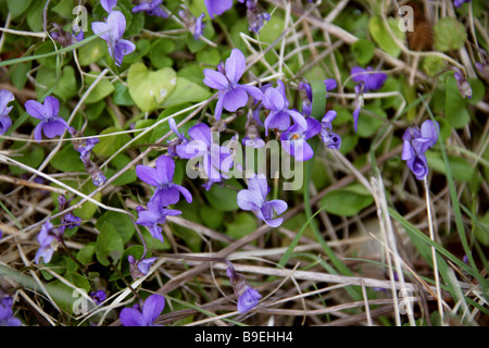 Chien commun Violette, Viola riviniana, Violaceae Banque D'Images