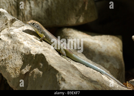 Tsingy Girdled Lizard (Zonosaurus tsingy) au soleil sur un rocher dans la réserve spéciale d'Ankarana, Madagascar. Banque D'Images