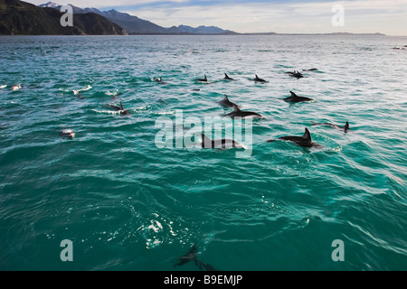 Les Dauphins au cours d'une visite d'observation des dauphins Rencontre avec Kaikoura, Kaikoura, Côte Est, île du Sud, Nouvelle-Zélande. Banque D'Images