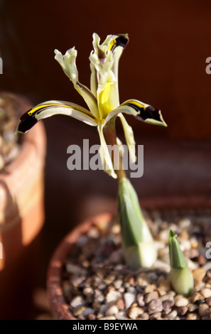 Iris nicholai, Iridaceae, la Russie, l'Asie centrale Banque D'Images