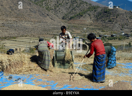 Une famille d'agriculteurs battre la récolte du riz à l'aide d'une pédale powered batteuse. Banque D'Images