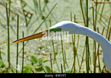 Un gros plan d'une grande aigrette Banque D'Images