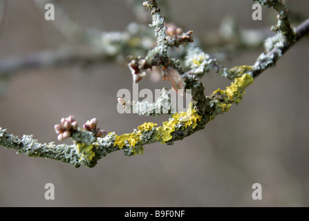 Lichen jaune, Xanthoria parietina, poussant sur une branche d'arbre Banque D'Images