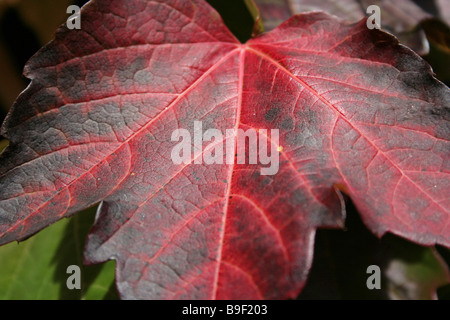 Close-up de feuille de vigne sauvage Banque D'Images