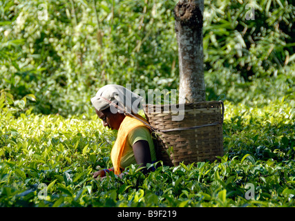 Une dame ramasse les feuilles et les bourgeons de plantes de thé (Camellia sinensis assamica) dans une plantation près de Kaziranga. Banque D'Images
