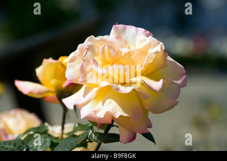 Une rose fleurit dans le jardin de roses à la champs de fleurs de Carlsbad, Californie. Banque D'Images