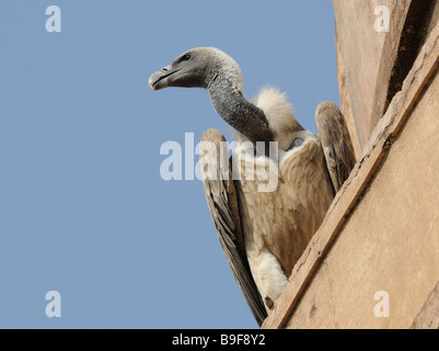 Un Indien (Gyps indicus) est perché sur une corniche sur le toit du grès Jahangir Mahal (palais) Orchha Banque D'Images