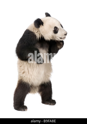 Panda géant Ailuropoda melanoleuca 18 mois devant un fond blanc Banque D'Images
