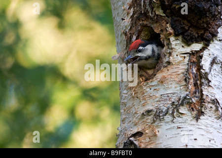 Great Spotted Woodpecker (Dendrocopos major) dans le trou de l'arbre Banque D'Images