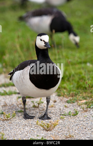 Close-up de bernache nonnette (Branta leucopsis) dans la zone, Munich, Bavière, Allemagne Banque D'Images