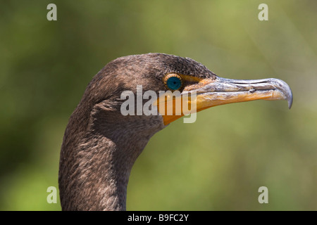 Close-up du cormoran à aigrettes (Phalacrocorax auritus), Parc National des Everglades, Florida, USA Banque D'Images