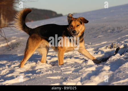 Berger Allemand walking in snow Banque D'Images