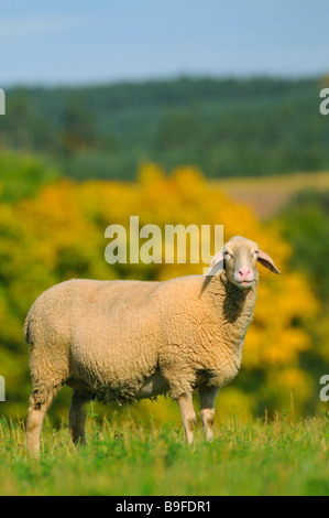 Sheep standing in field, Franconia, Bavaria, Germany Banque D'Images