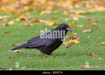 Close-up de Corneille noire (Corvus corone) dans la zone Banque D'Images