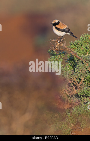 Close-up of Traquet du désert (Oenanthe deserti) perching on branch Banque D'Images