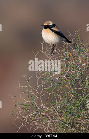 Close-up of Traquet du désert (Oenanthe deserti) perching on branch Banque D'Images