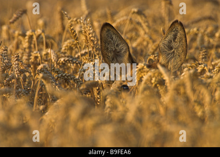 Close-up de chevreuils (Capreolus capreolus) dans un champ Banque D'Images