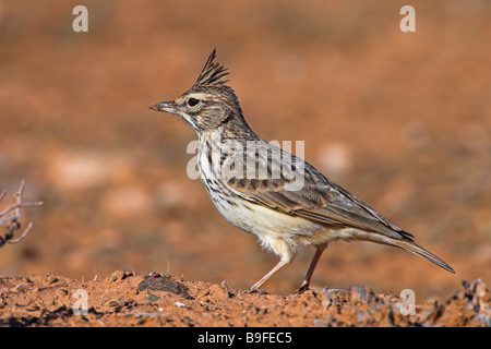 Close-up of Thekla Lark (Galerida theklae) sur la pierre Banque D'Images