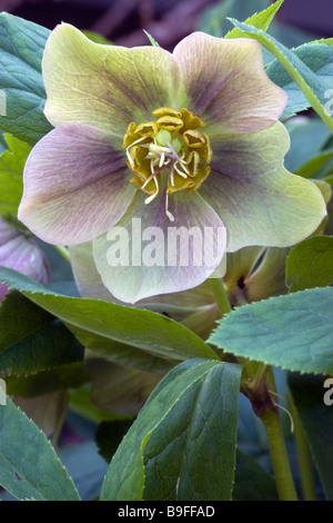 Helleborus (Lenten Rose) blossom Banque D'Images