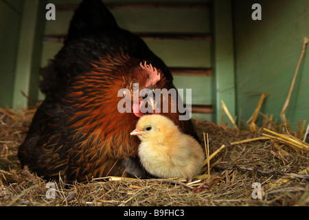 Poulet domestique (Gallus gallus domesticus), hen avec chick sur son nid Banque D'Images