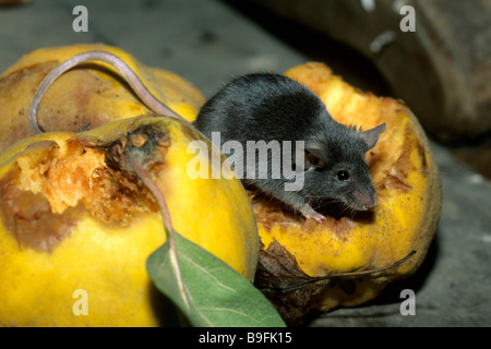 Souris domestique (Mus musculus) cognassier d'enracinement de l'alimentation Banque D'Images