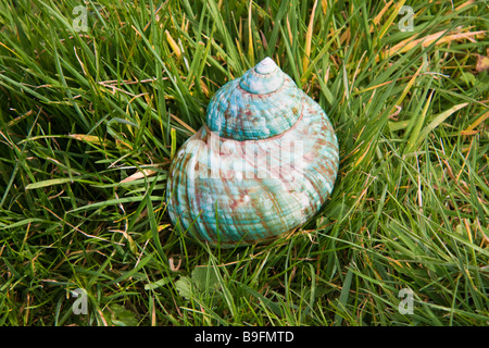 Coquillage sur l'herbe vert vif Banque D'Images