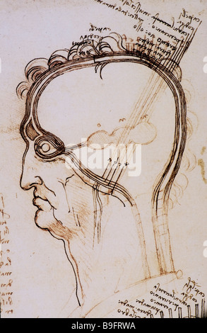 L'étude de couches anatomiques du cerveau et le cuir chevelu par Leonardo da Vinci Banque D'Images