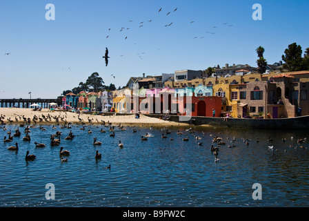 Les pélicans et les mouettes nager dans une crique abritée en face de maisons colorées à Capitola, Californie Banque D'Images