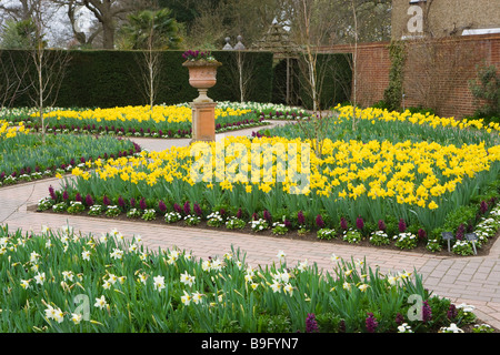 RHS Wisley Garden. Les jonquilles dans le jardin clos. Surrey UK Banque D'Images