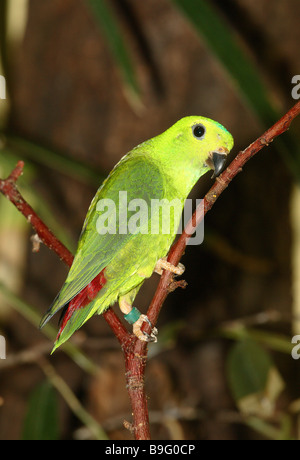 Bleu-direction de pendaison couronné Loriculus galgulus Parrot parrot oiseaux animaux anneaux vert plumage plumages attention vigilance Banque D'Images