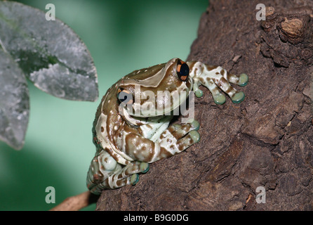 Log-crapaud grenouille Phrynohyas resinifictrix feuillage-Amphibiens Amphibiens animaux grenouille-feuillage-grenouille grenouille Grenouille Lait Amazon terrarium Banque D'Images