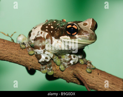 La direction générale de terrarium-crapaud grenouille Phrynohyas resinifictrix feuillage-Amphibiens Amphibiens animaux grenouille-feuillage-grenouille grenouille Grenouille Lait Amazon Banque D'Images