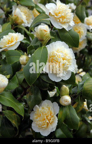 Jury Camellia s jaune printemps arbuste à fleurs Banque D'Images