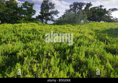 Feuilles charnues saltwort tolérer la boue salée créé par les ouragans sur Bradley Key Floride Bay Parc National des Everglades en Floride Banque D'Images