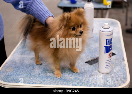 Chien Pomeranian être toilettés au 2009 Detroit Kennel Club dog show Banque D'Images