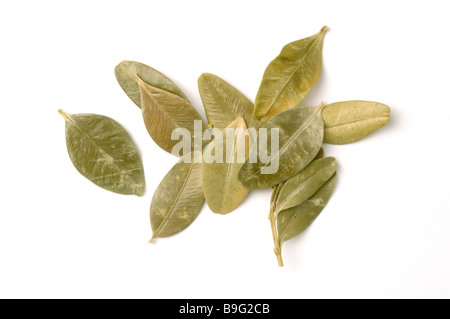 Feuilles séchées de la plante médicinale Buchsbaum Buchs fort Boxtree Buis Buxus sempervirens Banque D'Images