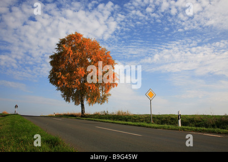 À l'automne et de la rue de la mine Birchtree Banque D'Images