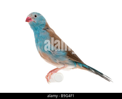 Poitrine bleu Cordon bleu Uraeginthus angolensis devant un fond blanc Banque D'Images