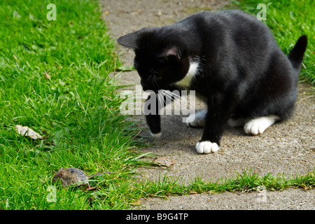 Le noir et blanc chat domestique chassant souris sauvage et il chatching Banque D'Images