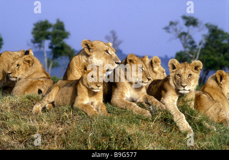 Lionne et sept petits reposant sur une termitière Masai Mara National Reserve Kenya Afrique de l'Est Banque D'Images