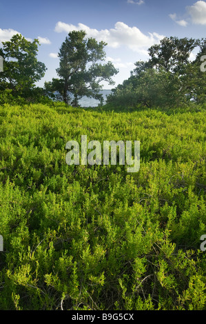 Feuilles charnues saltwort tolérer la boue salée créé par les ouragans sur Bradley Key Floride Bay Parc National des Everglades en Floride Banque D'Images