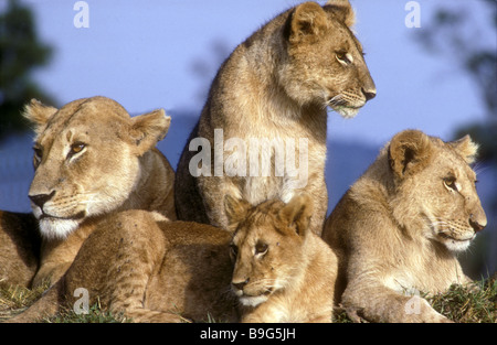 Lionne et trois oursons reposant sur une termitière Masai Mara National Reserve Kenya Afrique de l'Est Banque D'Images