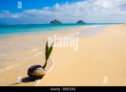 Une noix de coco germination échoués sur le rivage d'une plage tropicale à Hawaï Banque D'Images