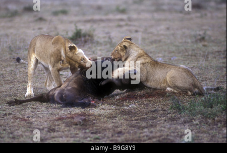 Deux lionnes sur le point de commencer sur un gnous immédiatement après avoir tuer le Masai Mara National Reserve Kenya Afrique de l'Est Banque D'Images