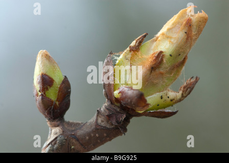 Horse Chestnut Tree leaf entrée en bourgeon. Banque D'Images