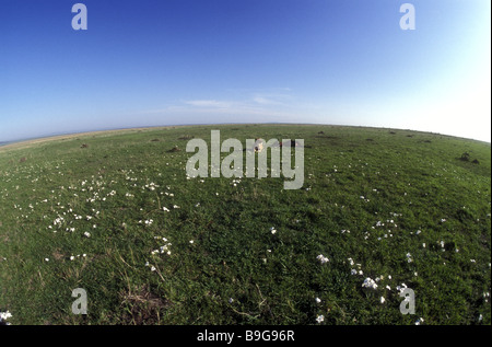 Vue fisheye de lionne près de carcasse gnous entouré par le papier du gaspillage blanc fleurs Réserve nationale de Masai Mara au Kenya Banque D'Images