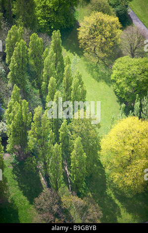 Vue aérienne des arbres dans un parc Banque D'Images