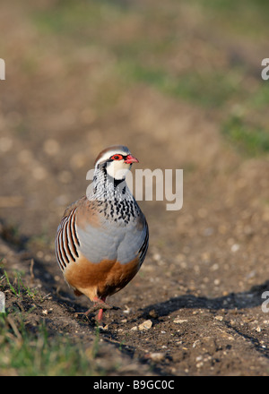 Red-legged Partridge Alectoris rufa Banque D'Images