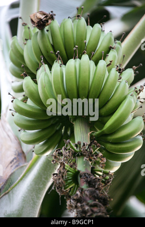Musa campestris, Musaceae. Une usine de bananes originaires de Bornéo. Banque D'Images
